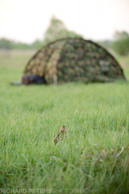 A snipe walks between our two hides