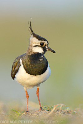 A lapwing stands atop it's nest on the edge of a wetland in Belarus
