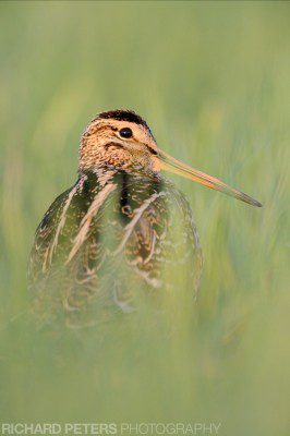 A great snipe, in Belarus. Taken with the Nikon D4, 600 VR + 1.4x