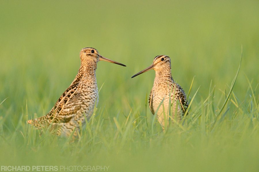 Two snipe face off