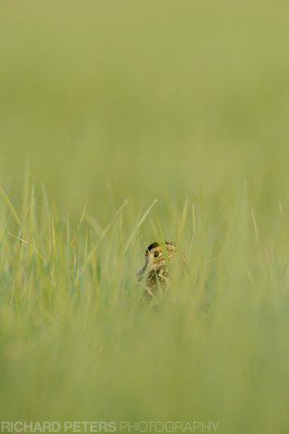 At time, the snipe are very well hidden