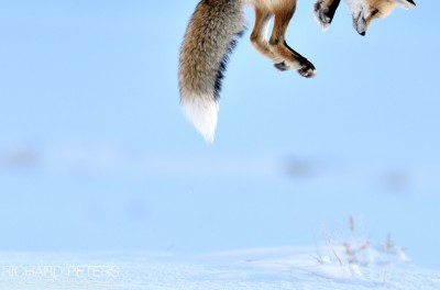 Snow Pounce, Commended, Wildlife Photographer of the Year 2012 Snow Pounce, Commended, Wildlife Photographer of the Year 2012