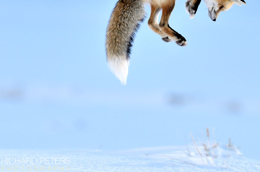 Snow Pounce, Commended, Wildlife Photographer of the Year 2012