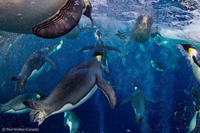 Wildlife Photographer of the Year 2012. Paul Nicklen Wildlife Photographer of the Year 2012. Paul Nicklen