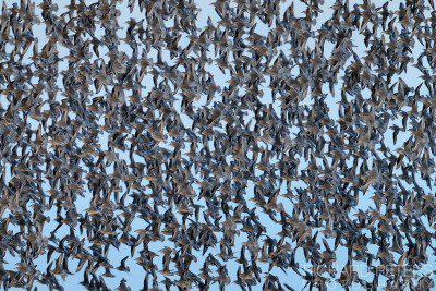 Thousands of Knots, D800, 600 VR + 1.4x