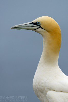 Gannet, Nikon D800, 600 VR