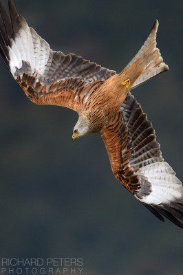 Red Kite, Nikon D4, 600 VR + 1.4x TC