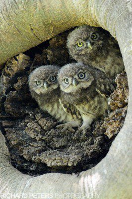 Little Owlets, Nikon D4, 600 VR