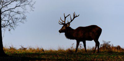 Red deer stag in Richmond Park, Surrey