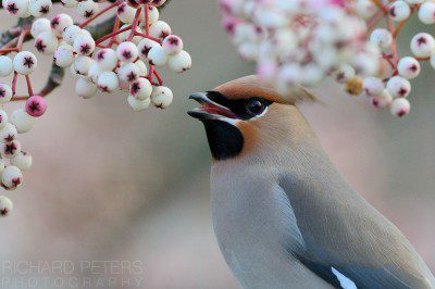 Nikon D4, 200-400, 1/640, f4, ISO 2000 Waxwing