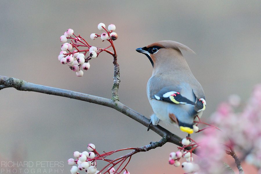 Waxwing in search of berries