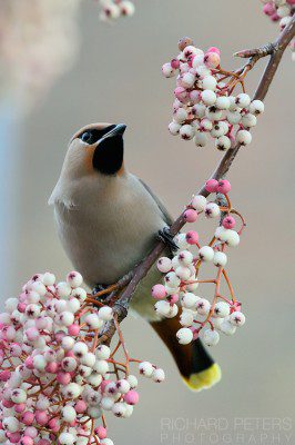 Waxwing