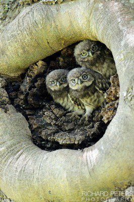 The Three Stooges, highly commended in the 2013 British Wildlife Photography Awards