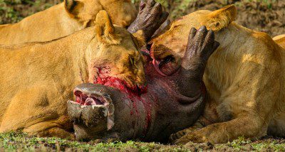 Brutality of The Mara