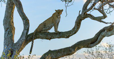 The waiting game is rewarded with a quick photo opportunity of a leopard sitting half way up a tree, in the Masai Mara