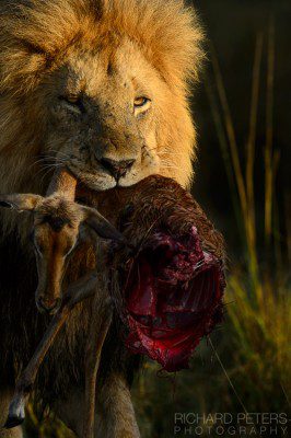 A male lion carries a half eaten carcass through the sampled light of sunrise in the Masai Mara