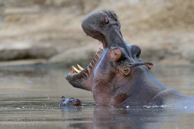 Hippo with young in the Masai mara, Kenya