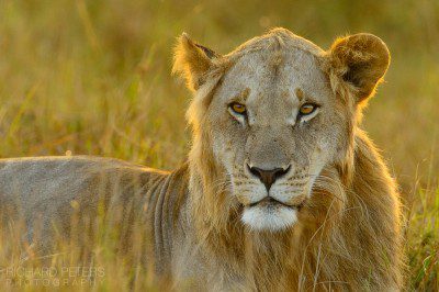 Subadult lion at sunrise