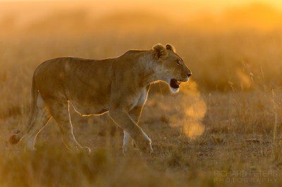 A pregnant lioness not 5 minutes from camp