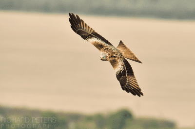 Red Kite over the UK countryside, taken with the Nikon D4s