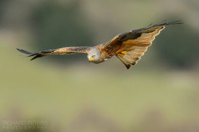 A red kite, gliding over the UK countryside
