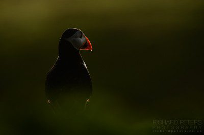 A puffin in the last light on Skomer Islands
