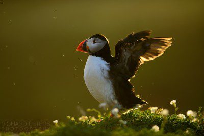 A puffin in evening light on Skomer Island