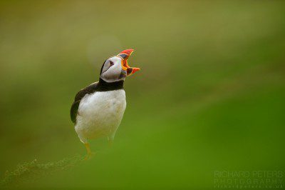 A more traditional mushy surroundings puffin