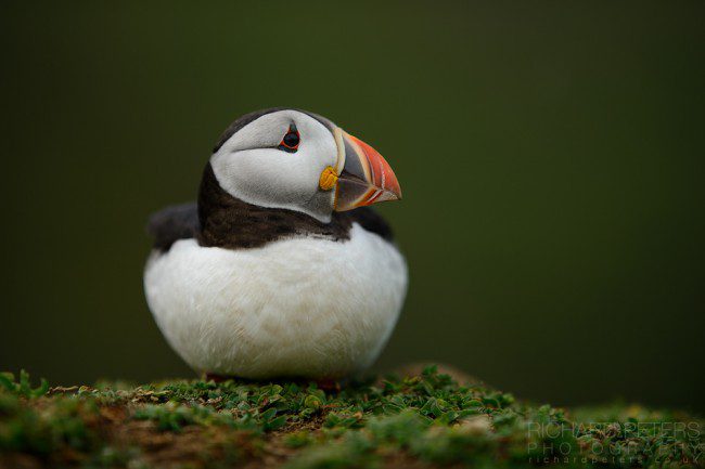 A puffin at rest, isolated at f2