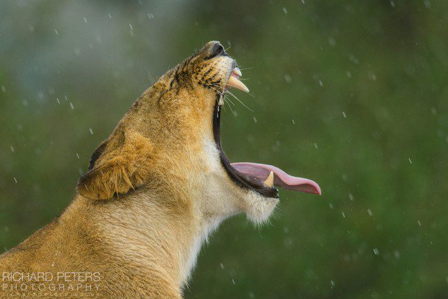 African Wildlife Category Winner, Natures Best 2014