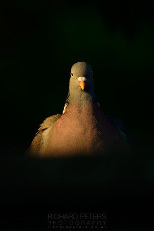 Using the light on my garden shed