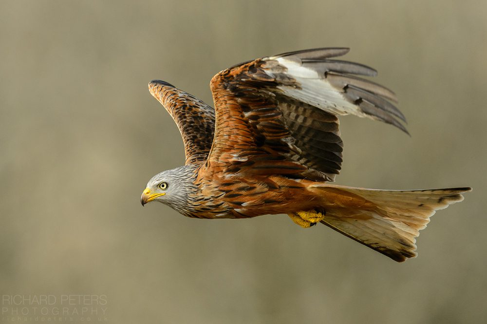 Red Kite in flight