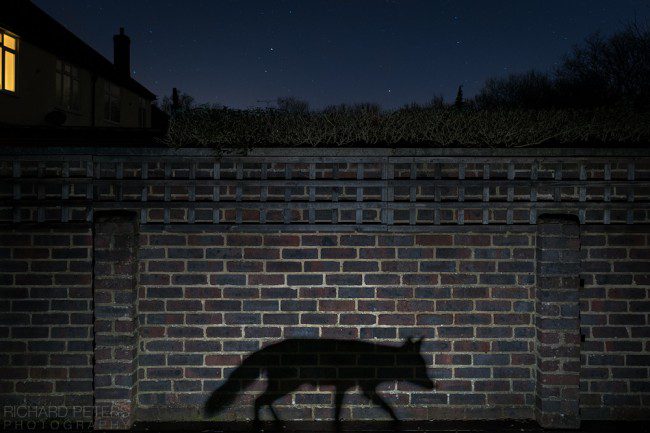 shadow_walker_richard_peters_wildlife_photographer_of_the_year_2015