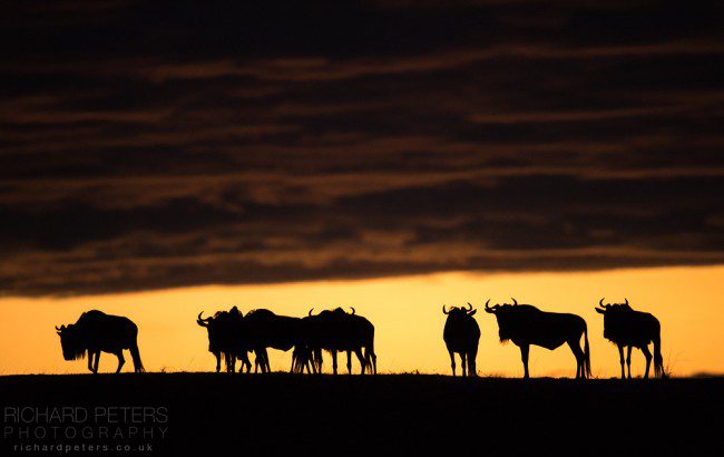 Wildebeest sunrise
