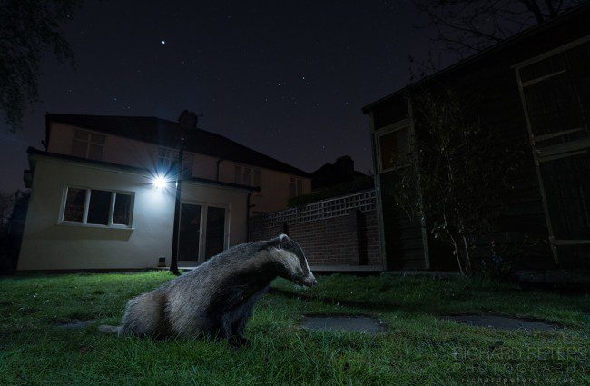An urban badger under the stars