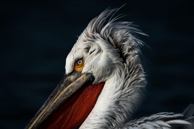 Dalmatian Pelican portrait