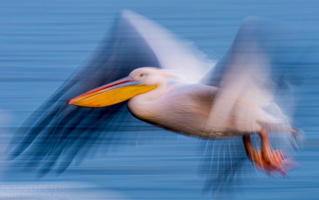 White Pelican slow pan