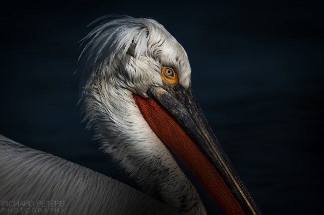 Dalmatian Pelican Portrait