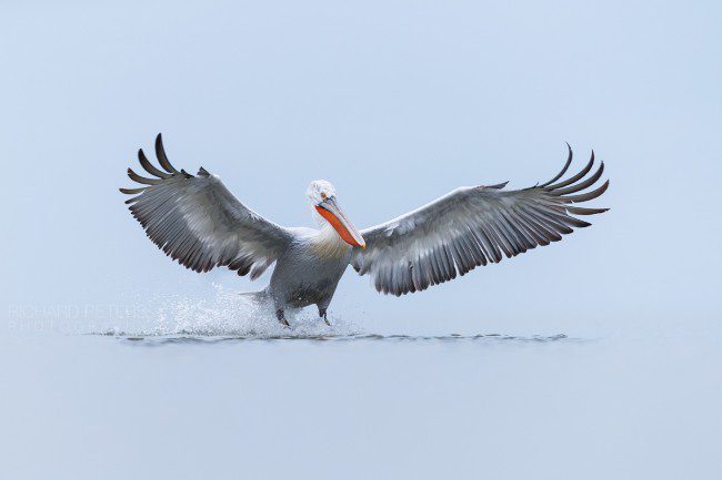 Dalmatian Pelican Landing