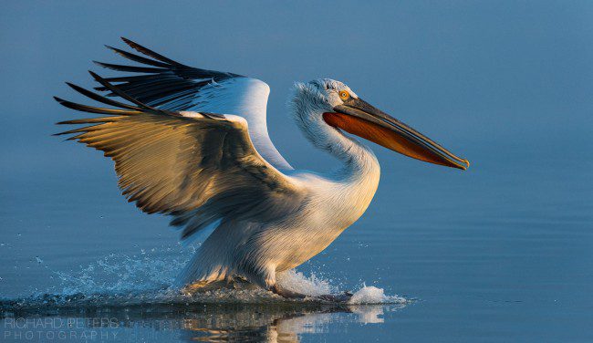 Dalmatian Pelican