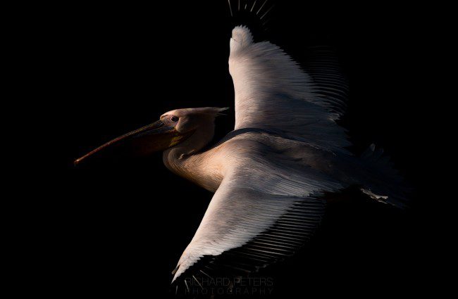 White Pelican