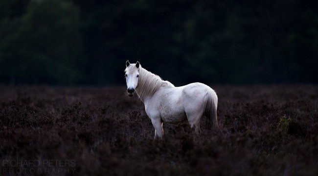 nikon d5 wildlife photography