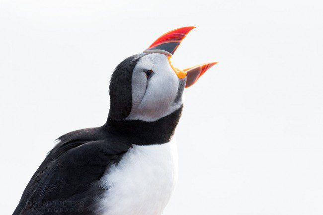 Puffin recovered