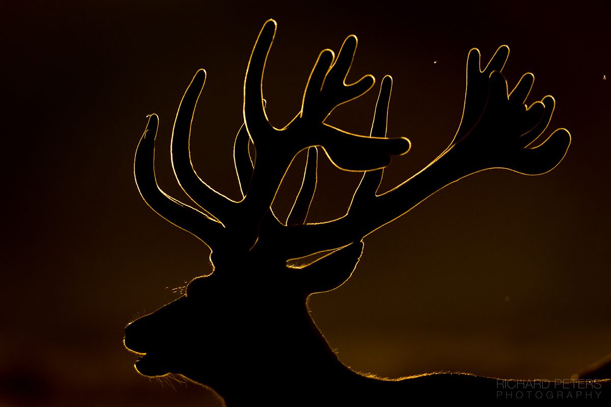 Red Deer