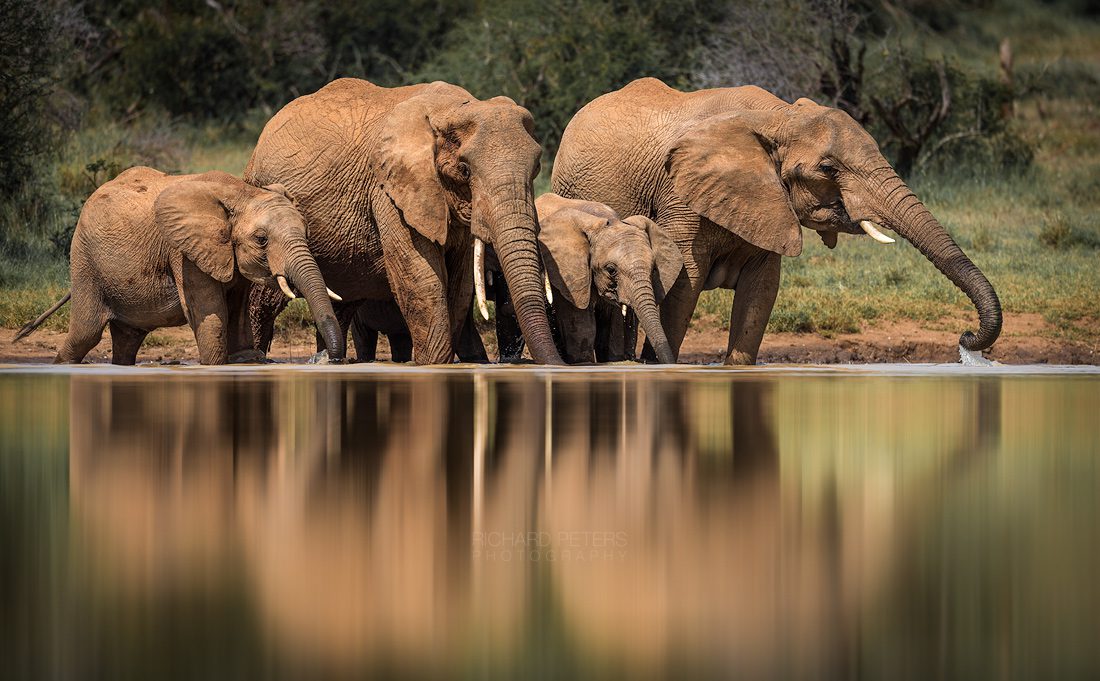 Family Life. A herd of elephants drinking from a water hole, Laikipia, Kenya.