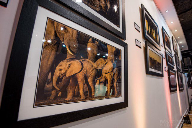 Remembering Elephants exhibition