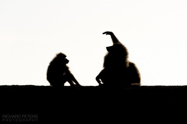 Storytime, Baboons, Ol Pejeta, Kenya