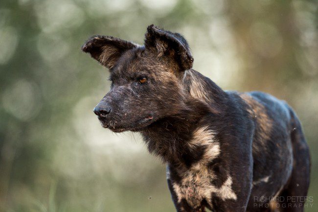 Wild dog, Laikipia, Kenya