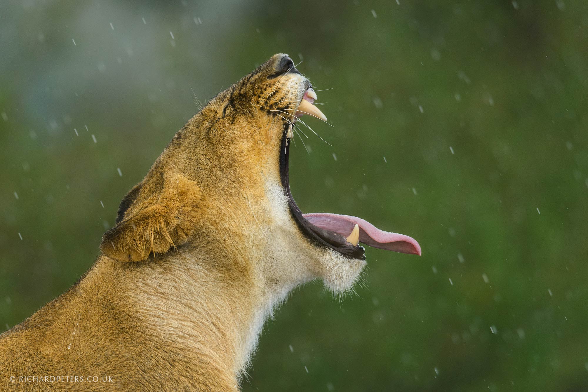 Behind the shot: Lioness colour