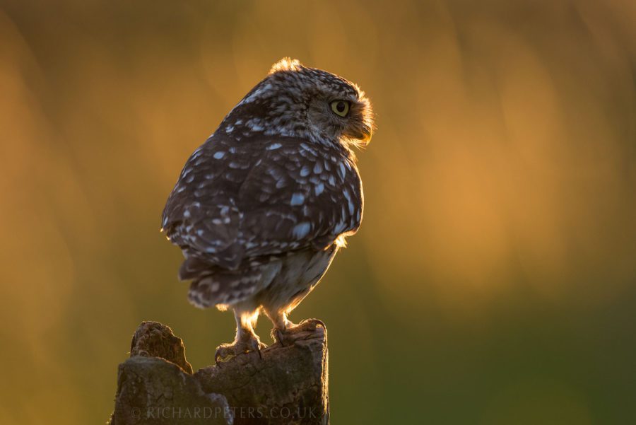 5 camera settings to improve your wildlife photography | Richard Peters